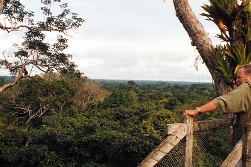 Vista del Canopy Walkway por encima de los �rboles