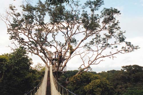 Vista del Canopy Walkway por encima de los �rboles