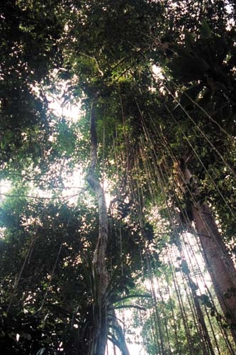 Arboles con philodendron