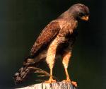 Wegebussard