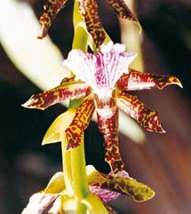 Orqu�dea Zigopetalum