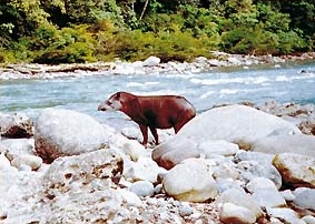 Tapir (sachavaca) en playa del r�o Iscozac�n