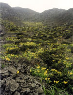 Das grne Tal – Quebrada verde