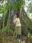 Claudia, Ficus