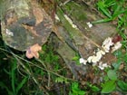 Pilze