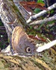 Caligo eurilochus