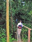 Tapir trail