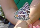 Schmetterling