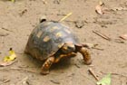 Geochelone carbonaria