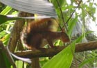 Eichh�rnchen