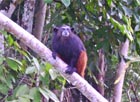 Sanguinus mystax