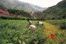 Aguaymantofeld im Urubambatal