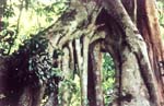 Pampa Hermosa, los enormes ra�ces del �rbol