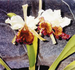 Cattleya doviana