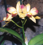 Cattleya hibrida