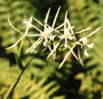Epidendrum ciliare