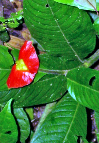 Brautlippe, Cephaelis tomentosa, Psychotria poeppigiana