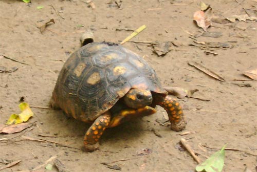 Schildkröte Motelo (Geochelone carbonaria)