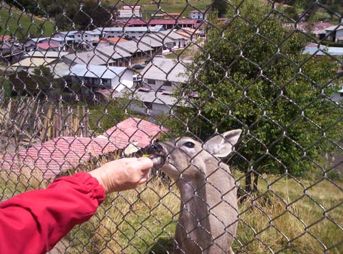 Reh im Zoo der Granja Porcón – im Hintergrund Häuser des Dorfes