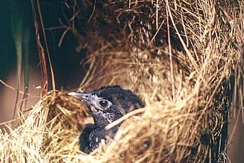 Jungvogel «Paucar negro» im Nest